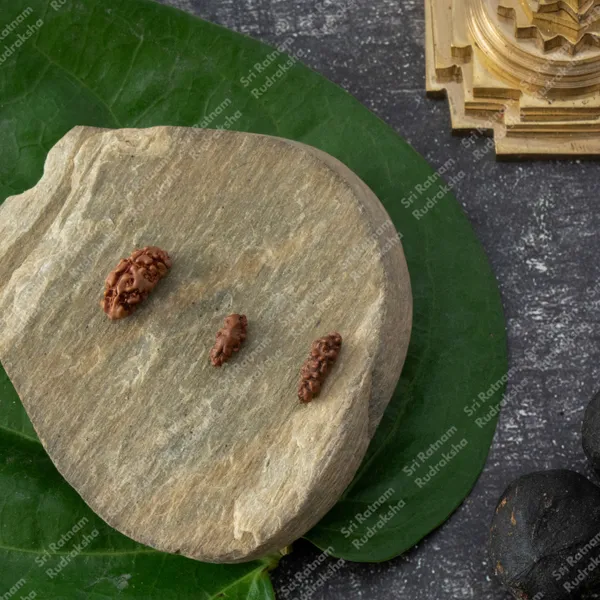 2_Mukhi_Rudrakash_-_Indonesia