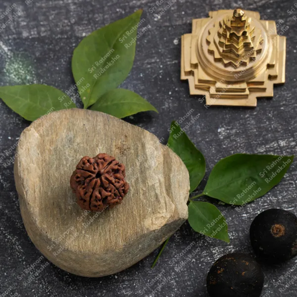 4_Mukhi_Rudraksha_-_Nepal