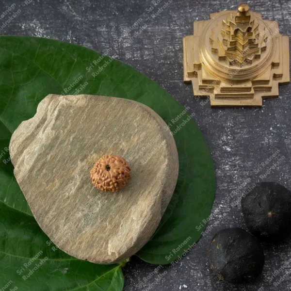 10_Mukhi_Rudraksha_-_Indonesia