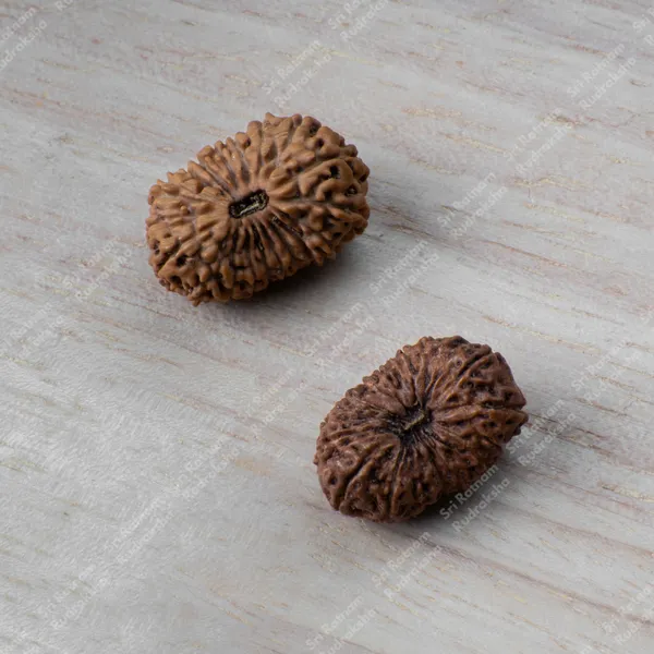 20_Mukhi_Rudraksh_-_Indonesia