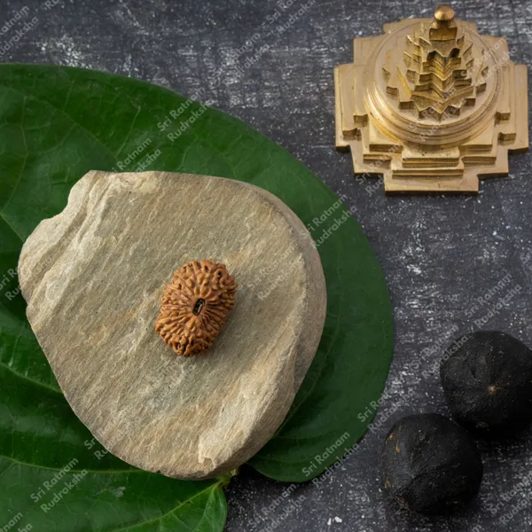 20_Mukhi_Rudraksh_-_Indonesia