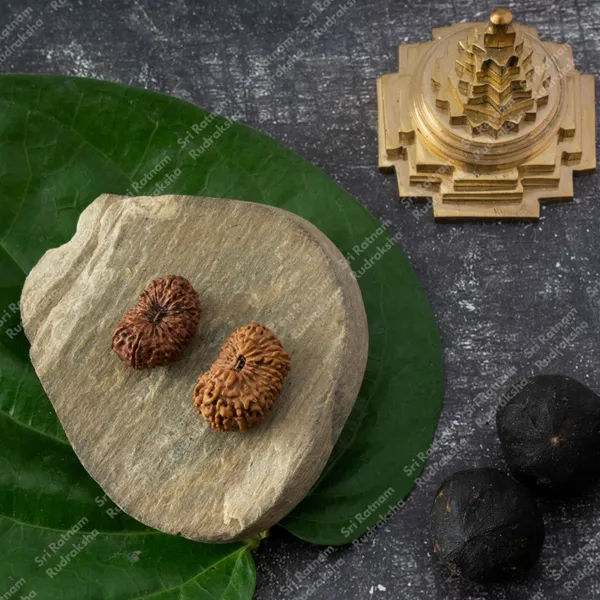 20_Mukhi_Rudraksh_-_Indonesia