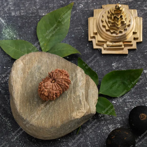 16_Mukhi_Rudraksh_-_Nepal