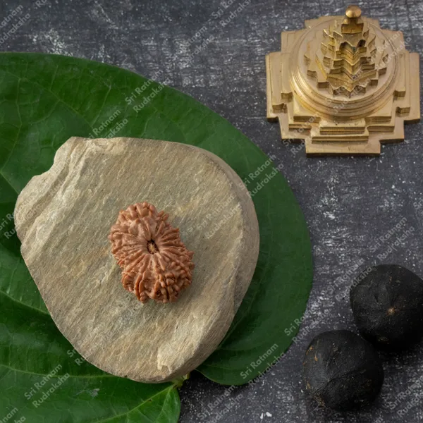 16_Mukhi_Rudraksh_-_Nepal