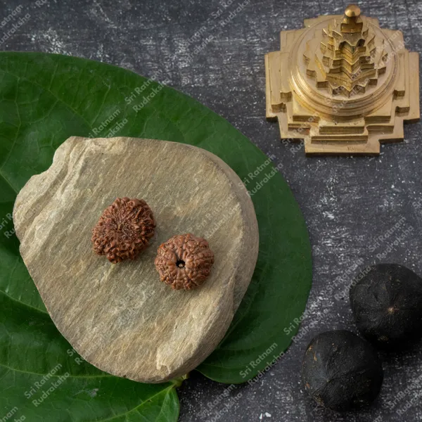 11_Mukhi_Rudraksh_-Indonesia