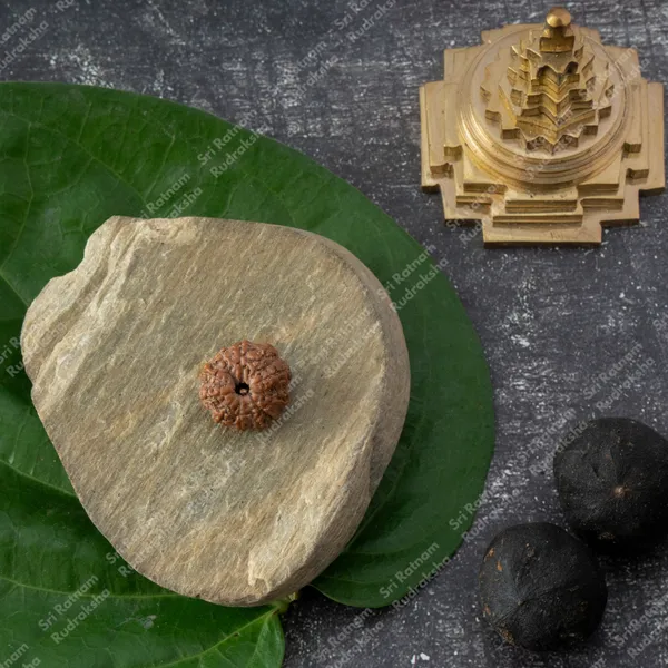 11_Mukhi_Rudraksh_-Indonesia