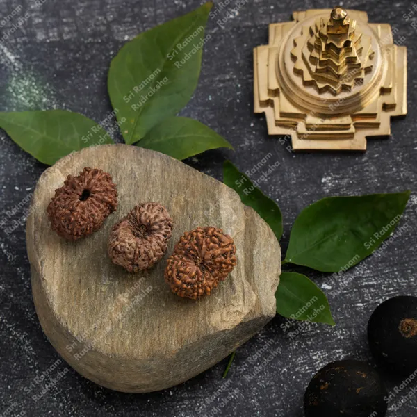 14_Mukhi_Rudraksh_-_Indonesia