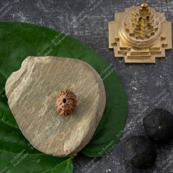 14_Mukhi_Rudraksh_-_Indonesia