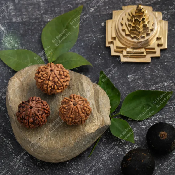 7_mukhi_Rudraksha_-_Nepal