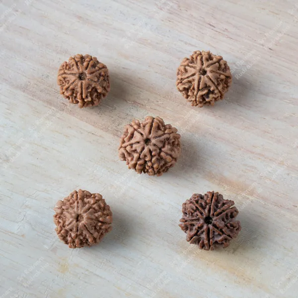 7_mukhi_Rudraksha_-_Nepal