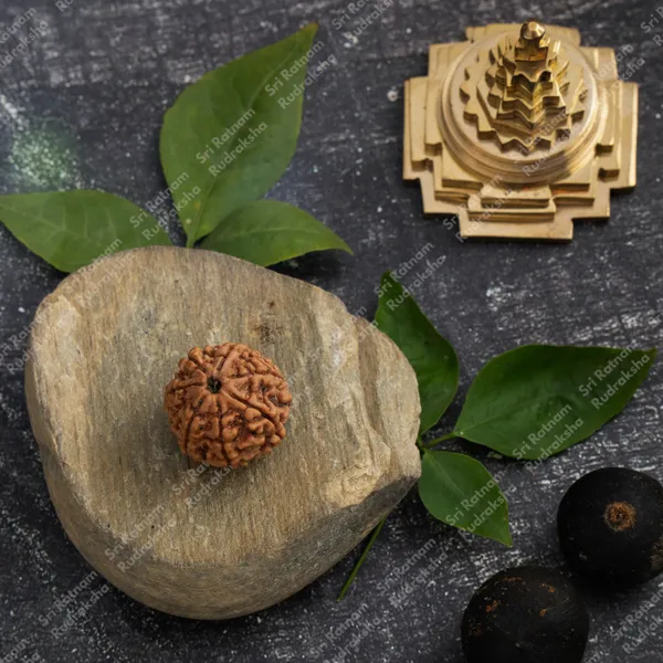 7_mukhi_Rudraksha_-_Nepal