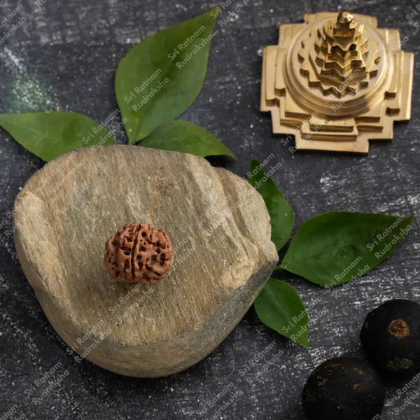 1_Mukhi_Rudraksh_-_Nepal_-_Under_Developed