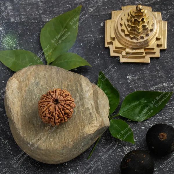 10_Mukhi_Rudraksha_-_Nepal