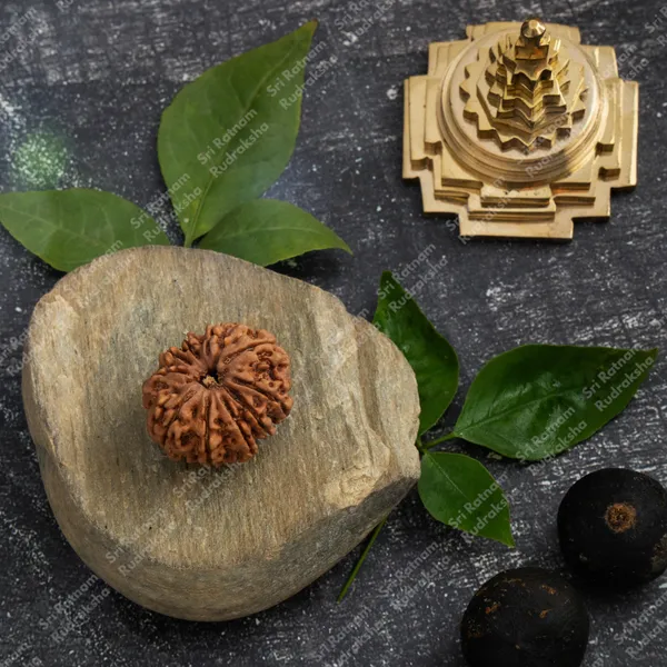 10_Mukhi_Rudraksha_-_Nepal