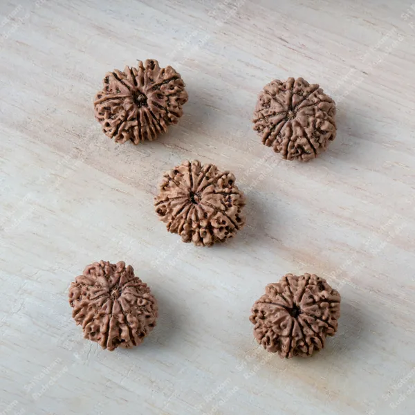 10_Mukhi_Rudraksha_-_Nepal