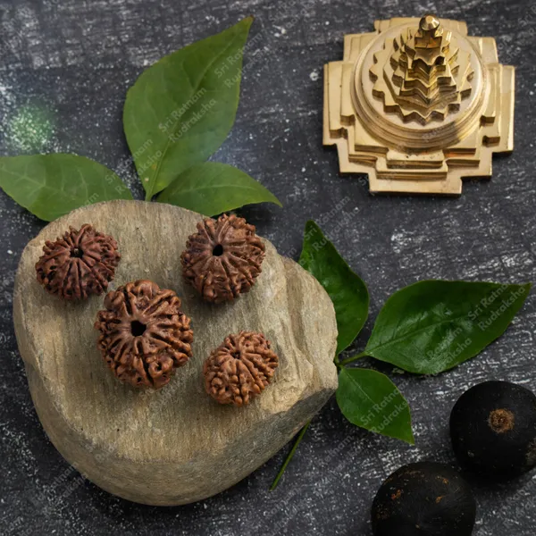 10_Mukhi_Rudraksha_-_Nepal