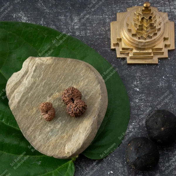 19_Mukhi_Rudraksh_-_Indonesia