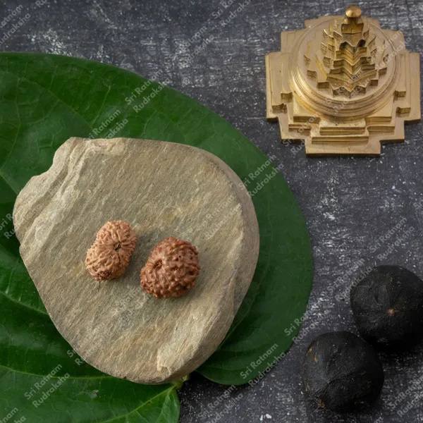 13_Mukhi_Rudraksha_-_Indonesia