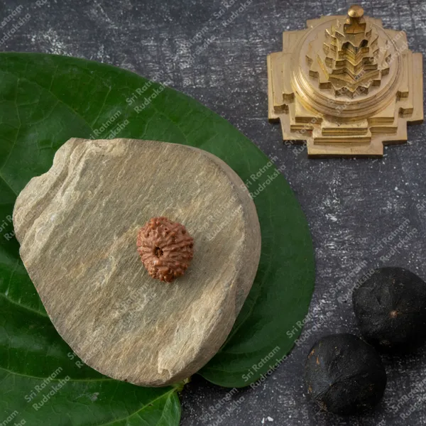 13_Mukhi_Rudraksha_-_Indonesia
