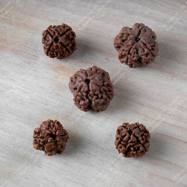 4_Mukhi_Rudraksha_-_Nepal