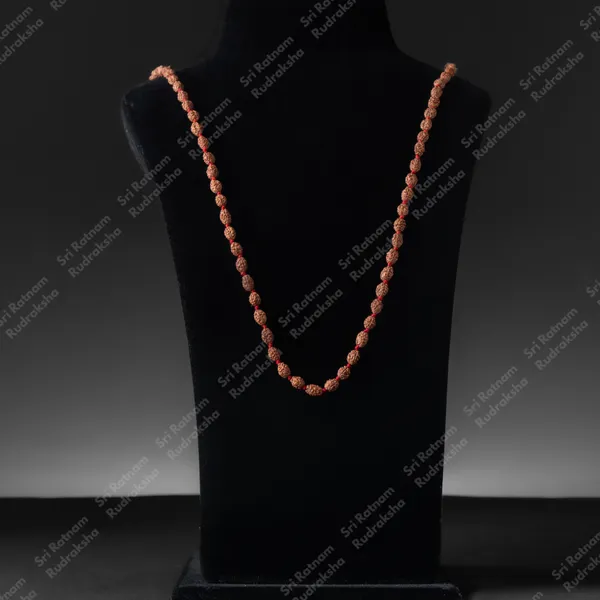 2_Mukhi_Drown_Mala