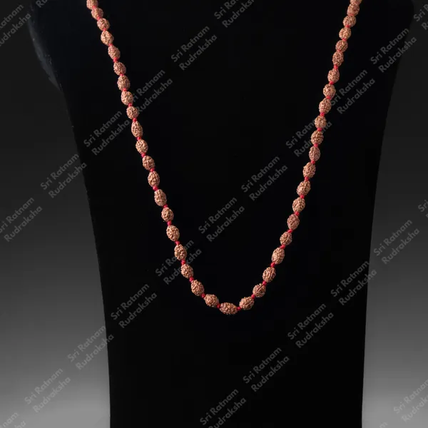 2_Mukhi_Drown_Mala