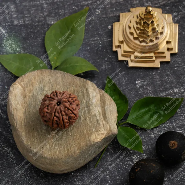 8_Mukhi_Rudraksha_-_Nepal