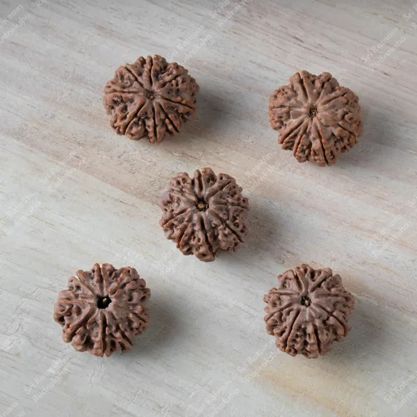 8_Mukhi_Rudraksha_-_Nepal