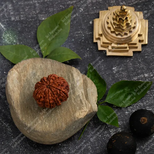 8_Mukhi_Rudraksha_-_Nepal