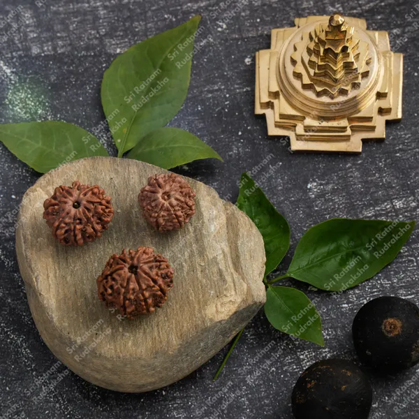 8_Mukhi_Rudraksha_-_Nepal