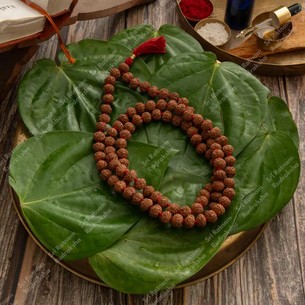 7_Mukhi_Mala_12_Mm
