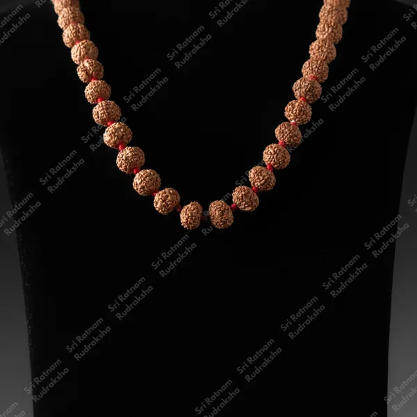 7_Mukhi_Mala_12_Mm