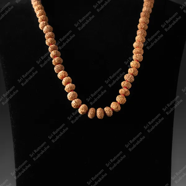 8_Mukhi_9.5_-_10_Mm_Mala