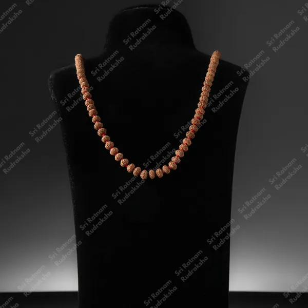 9_Mukhi_8_Mm_Mala