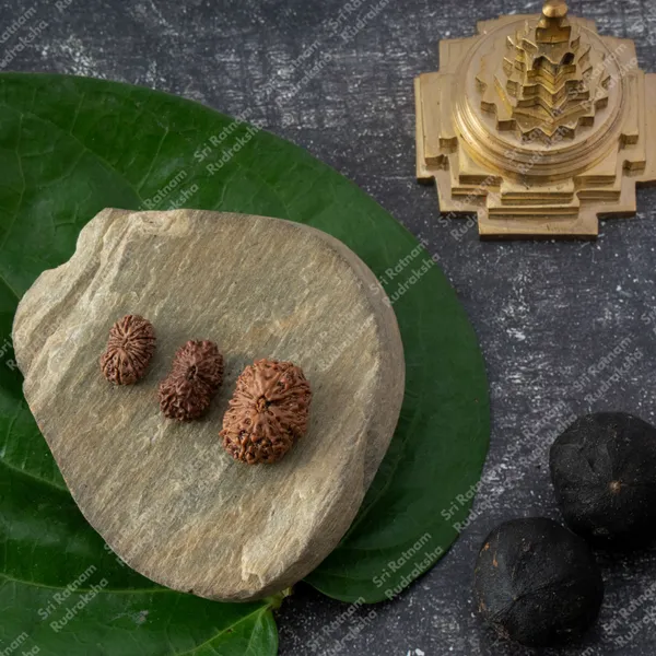 16_Mukhi_Rudraksh_-_Indonesia