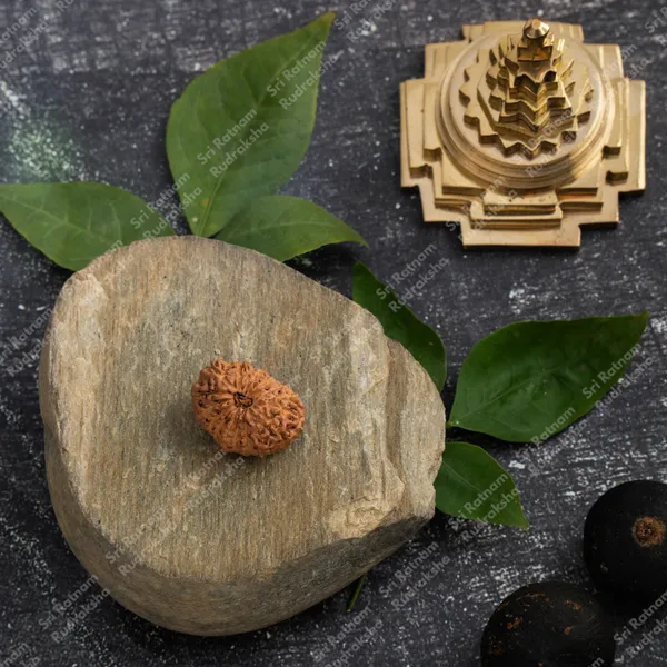 16_Mukhi_Rudraksh_-_Indonesia