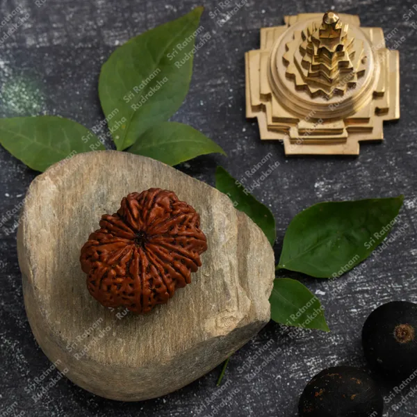 13_Mukhi_Rudraksha_-_Nepal