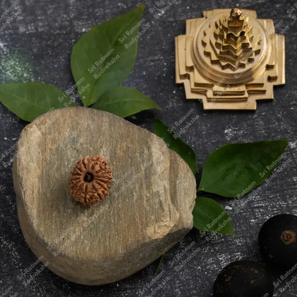 13_Mukhi_Rudraksha_-_Nepal