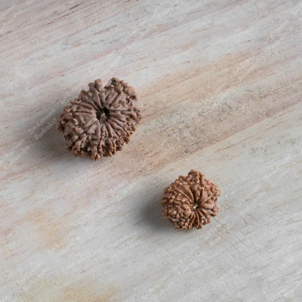 13_Mukhi_Rudraksha_-_Nepal