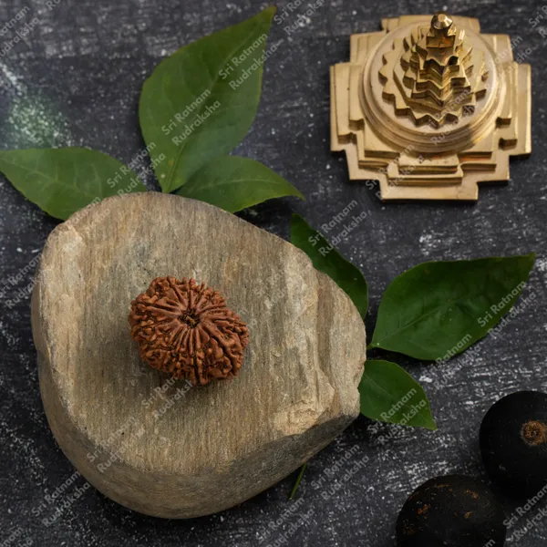 14_Mukhi_Rudraksh_-_Nepal