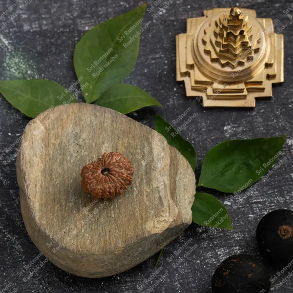 14_Mukhi_Rudraksh_-_Nepal
