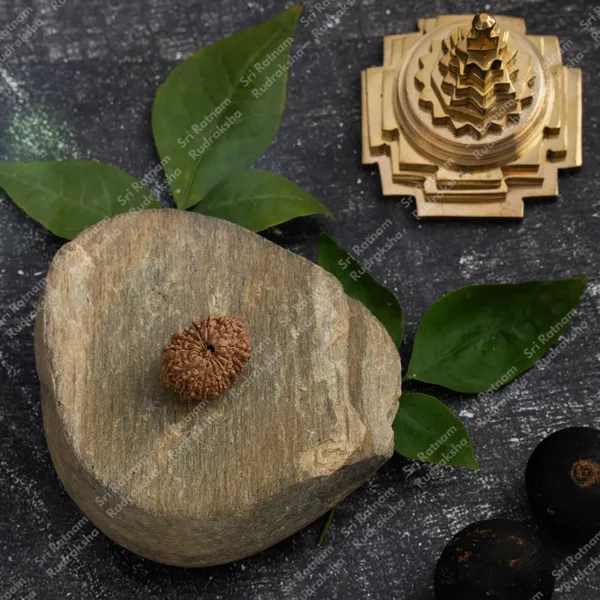 14_Mukhi_Rudraksh_-_Nepal