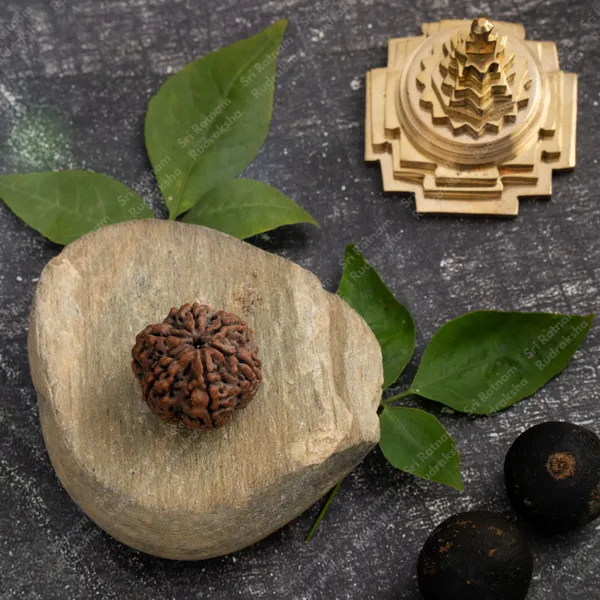 6_Mukhi_Rudraksha_-_Nepal