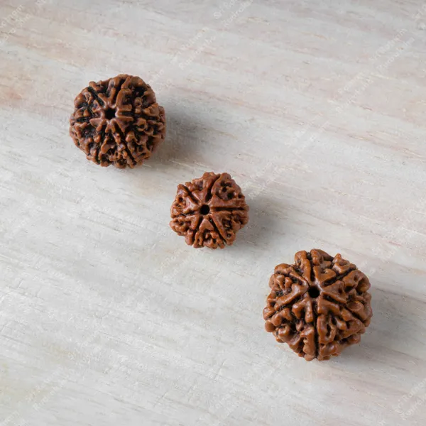 6_Mukhi_Rudraksha_-_Nepal
