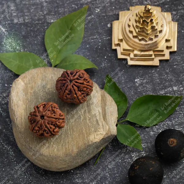 6_Mukhi_Rudraksha_-_Nepal