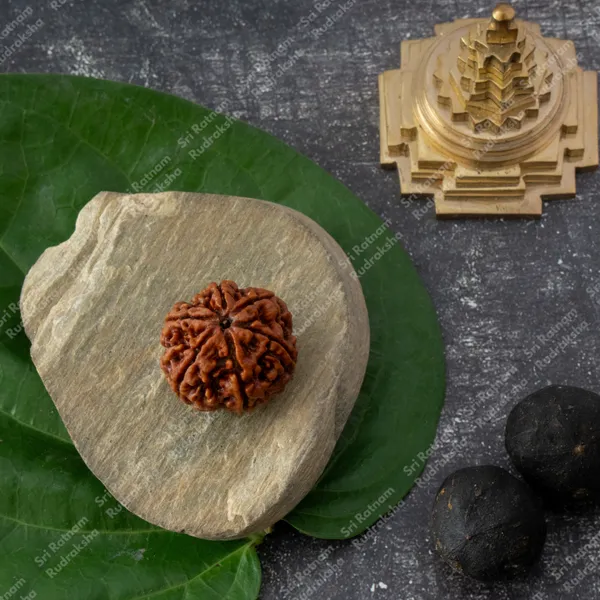 6_Mukhi_Rudraksha_-_Nepal