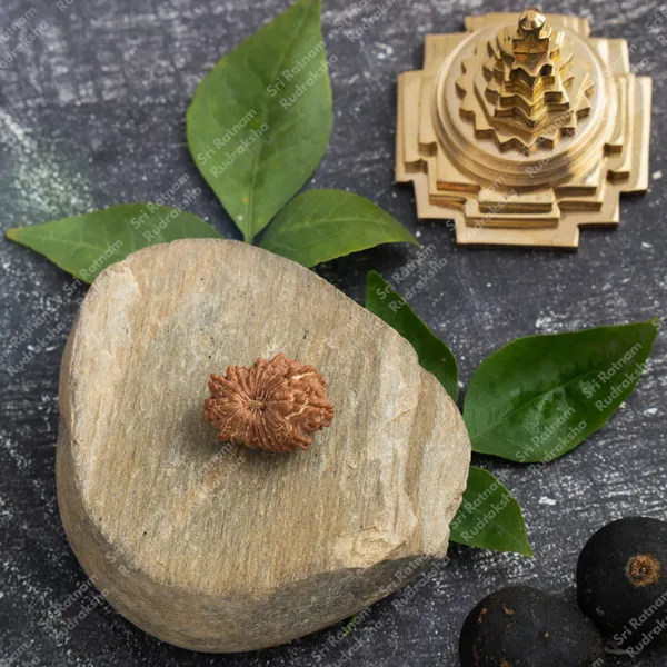 18_Mukhi_Rudraksh_-_Nepal