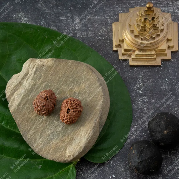 12_Mukhi_Rudraksh_-_Indonesia