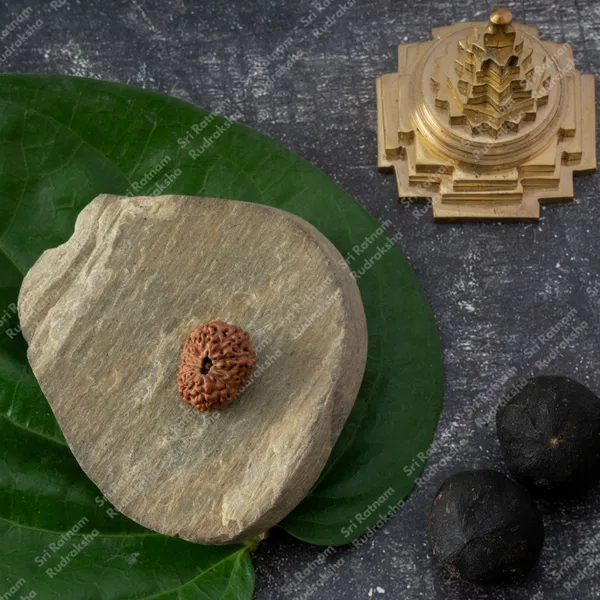 12_Mukhi_Rudraksh_-_Indonesia