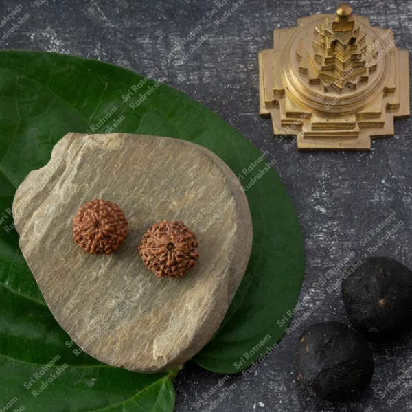 9_Mukhi_Rudraksha_-_Indonesia